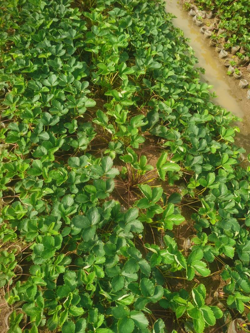 丹东草莓苗红颜草莓苗大量现货免费提供种植栽培技