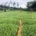 茶叶树种苗基地直供安吉奶白龙井43福鼎中茶红绿黄金茶苗