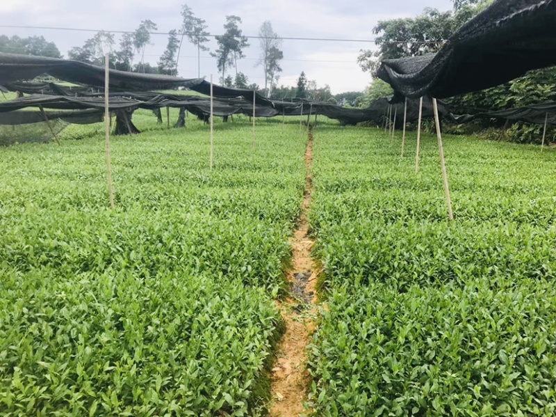 茶叶树种苗基地直供安吉奶白龙井43福鼎中茶红绿黄金茶苗