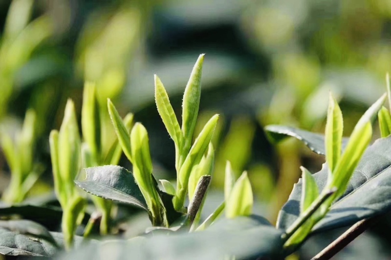 茶叶树种苗基地直供安吉奶白龙井43福鼎中茶红绿黄金茶苗