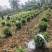 茶叶树种苗基地直供安吉奶白龙井43福鼎中茶红绿黄金茶苗