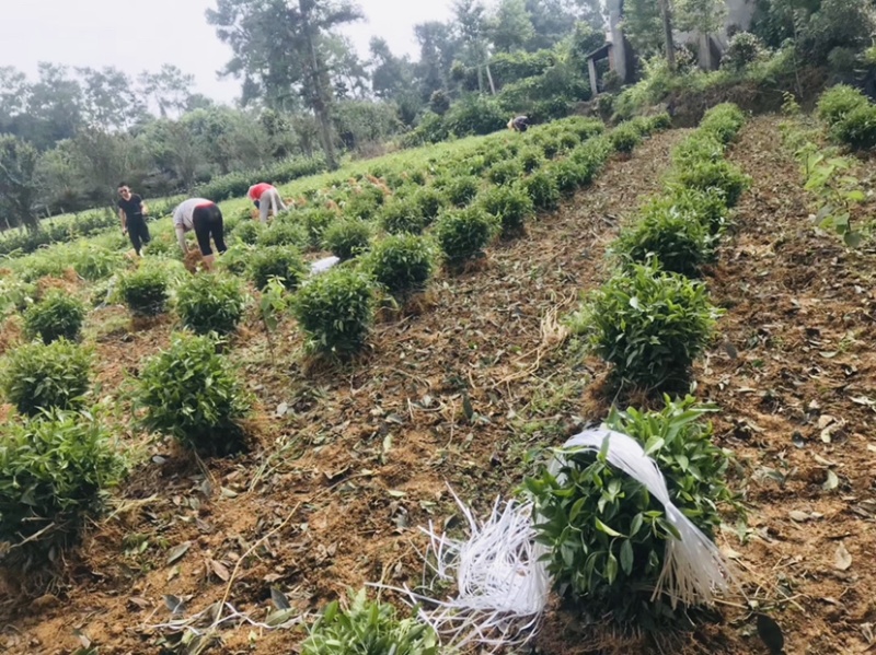 茶叶树种苗基地直供安吉奶白龙井43福鼎中茶红绿黄金茶苗