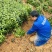 茶叶树种苗基地直供安吉奶白龙井43福鼎中茶红绿黄金茶苗
