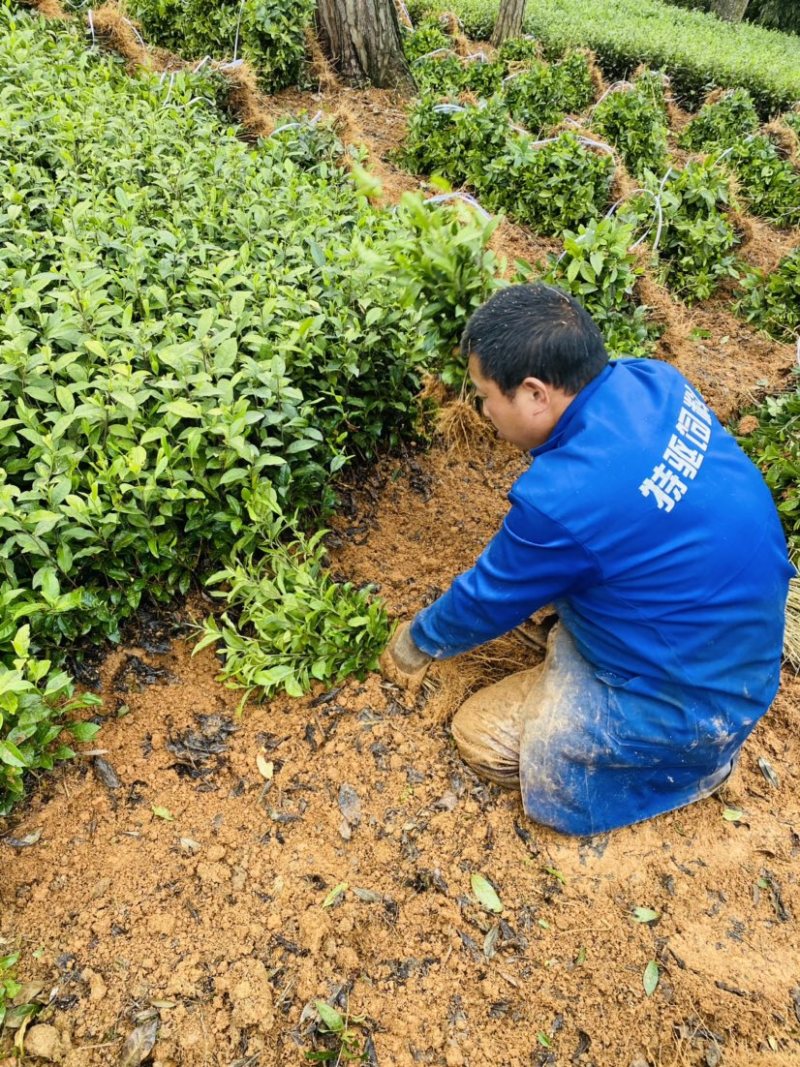 茶叶树种苗基地直供安吉奶白龙井43福鼎中茶红绿黄金茶苗