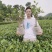 茶叶树种苗基地直供安吉奶白龙井43福鼎中茶红绿黄金茶苗