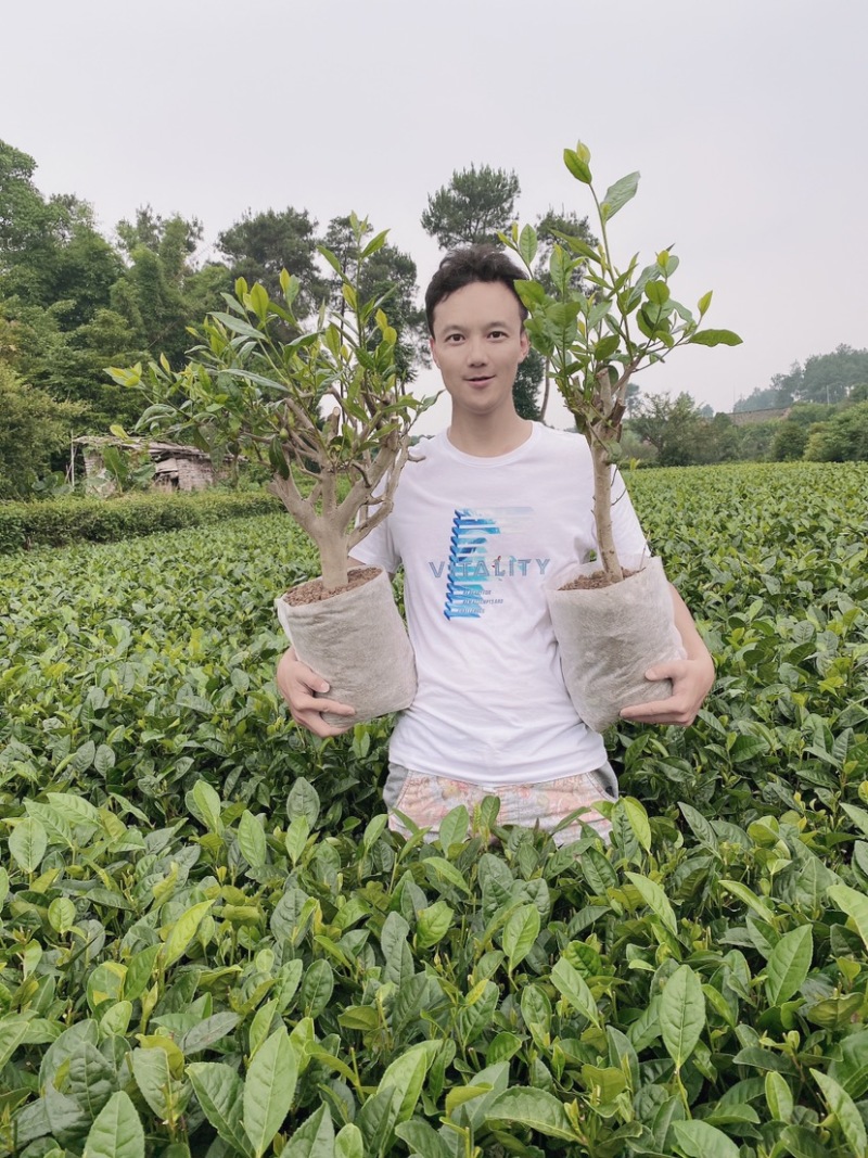 茶叶树种苗基地直供安吉奶白龙井43福鼎中茶红绿黄金茶苗