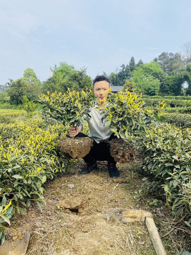 茶叶树种苗基地直供安吉奶白龙井43福鼎中茶红绿黄金茶苗