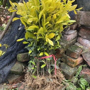 茶叶树种苗基地直供安吉奶白龙井43福鼎中茶红绿黄金茶苗