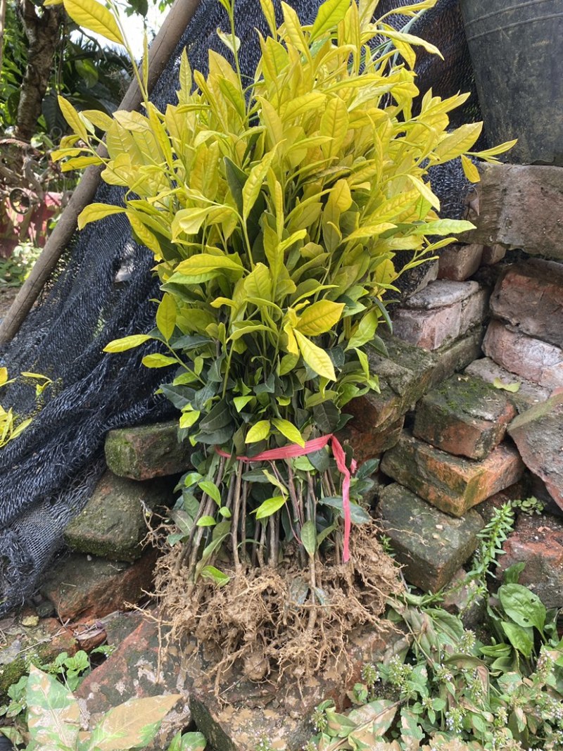 茶叶树种苗基地直供安吉奶白龙井43福鼎中茶红绿黄金茶苗