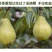 精品甘肃贵妃梨，口感好质量高，现摘现发，全国发货