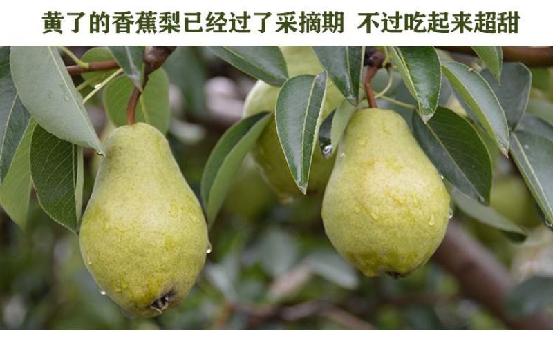 精品甘肃贵妃梨，口感好质量高，现摘现发，全国发货