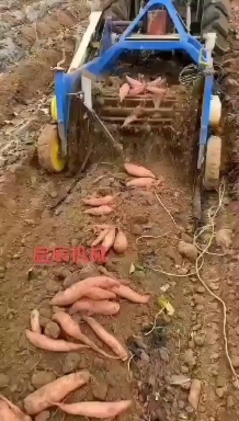 新款土豆收获机红薯收获机马铃薯收获机挖地瓜洋芋机