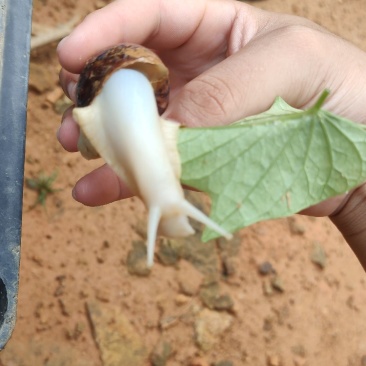 白玉蜗牛