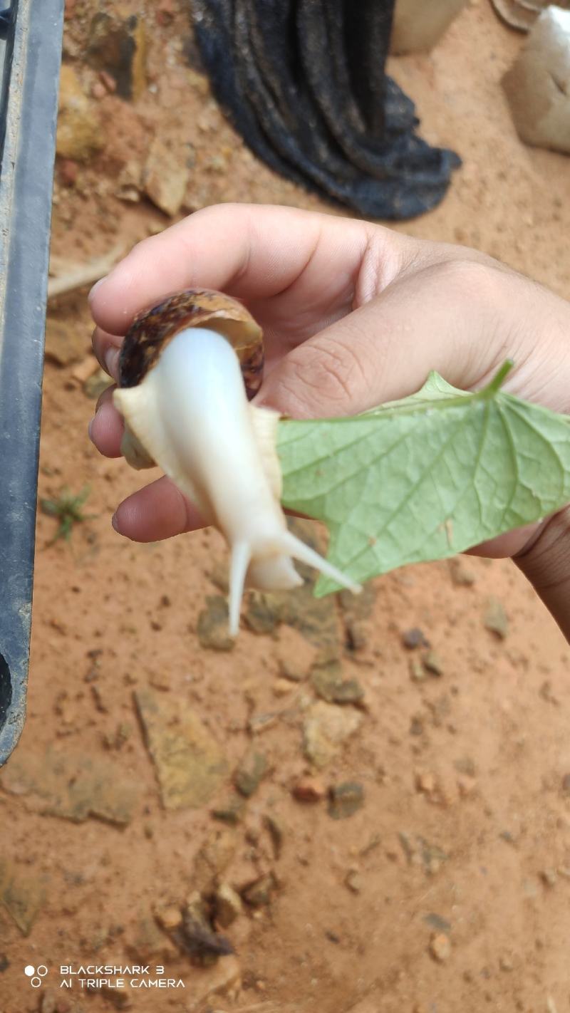 白玉蜗牛
