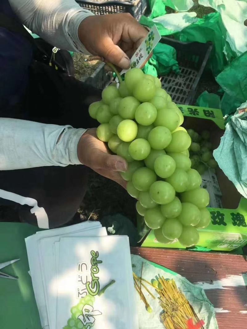 精品阳光玫瑰批发基地，阳光玫瑰葡萄基地批发，阳光玫瑰基地