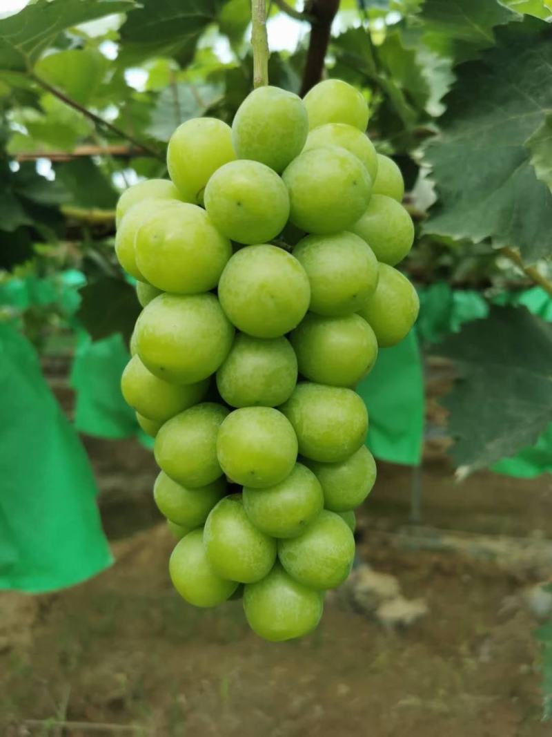 精品阳光玫瑰批发基地，阳光玫瑰葡萄基地批发，阳光玫瑰基地