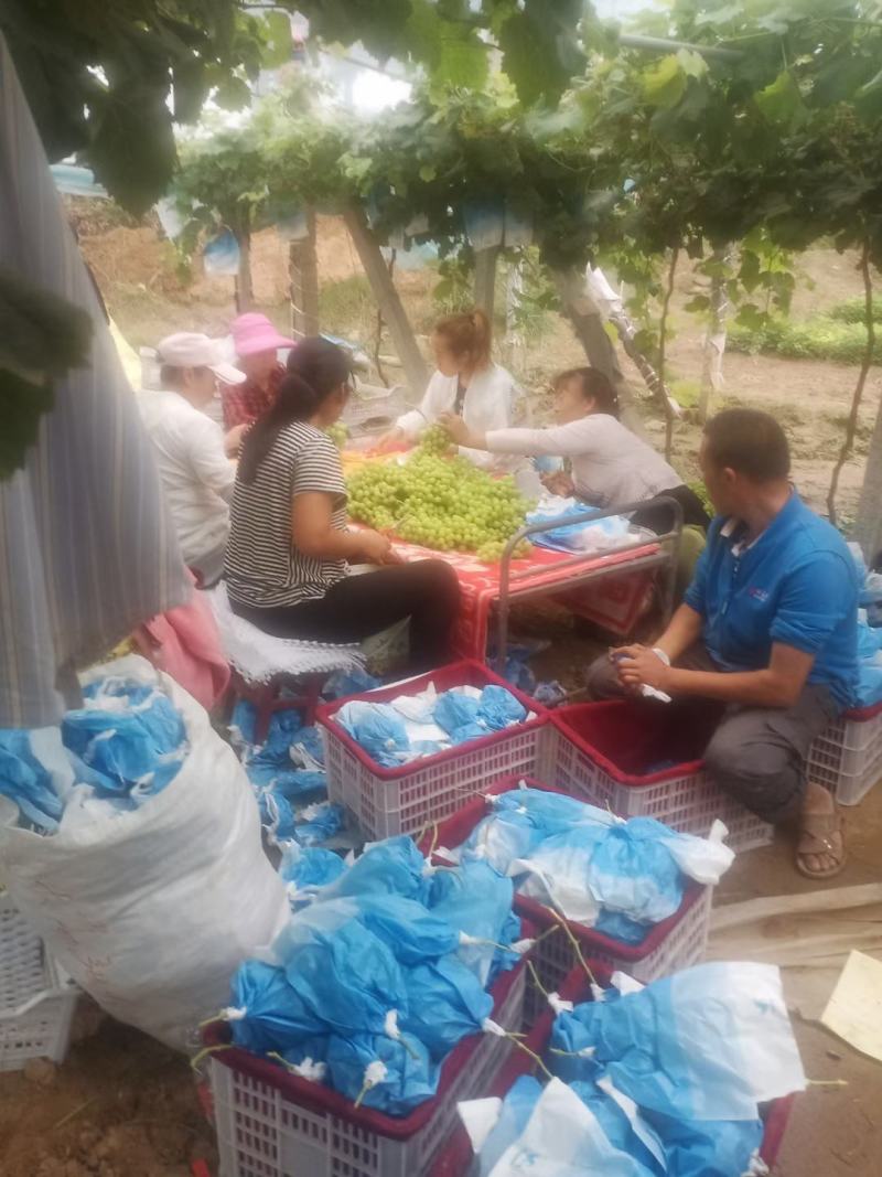 精品阳光玫瑰批发基地，阳光玫瑰葡萄基地批发，阳光玫瑰基地
