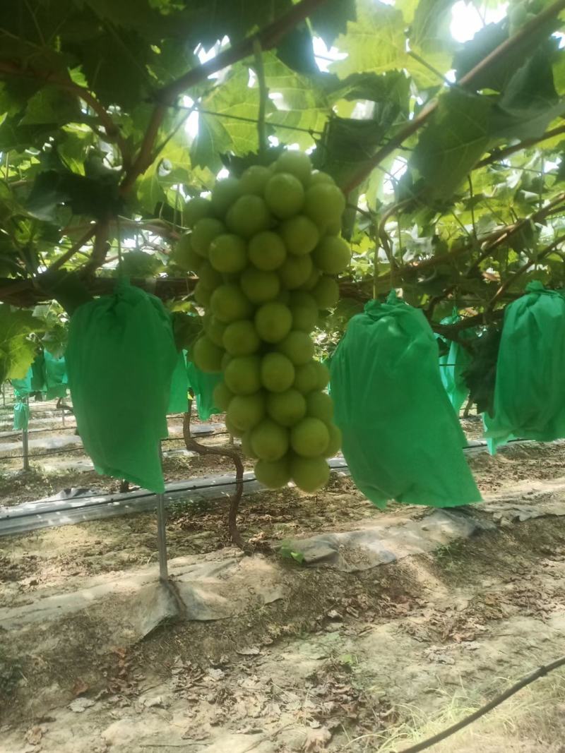精品阳光玫瑰批发基地，阳光玫瑰葡萄基地批发，阳光玫瑰基地