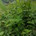 湘蕾金银花5号花王嫁接苗，高产金银花苗，扦插苗营养杯苗