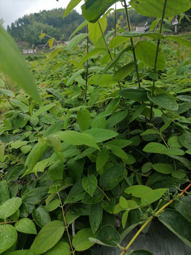 湘蕾金银花5号花王嫁接苗，高产金银花苗，扦插苗营养杯苗