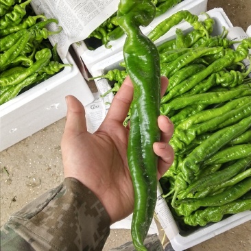 螺丝椒，川椒，甜椒，尖椒，，圆椒，彩椒等各种辣椒
