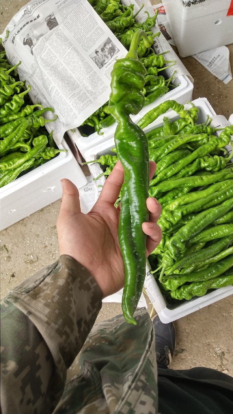 螺丝椒，川椒，甜椒，尖椒，，圆椒，彩椒等各种辣椒