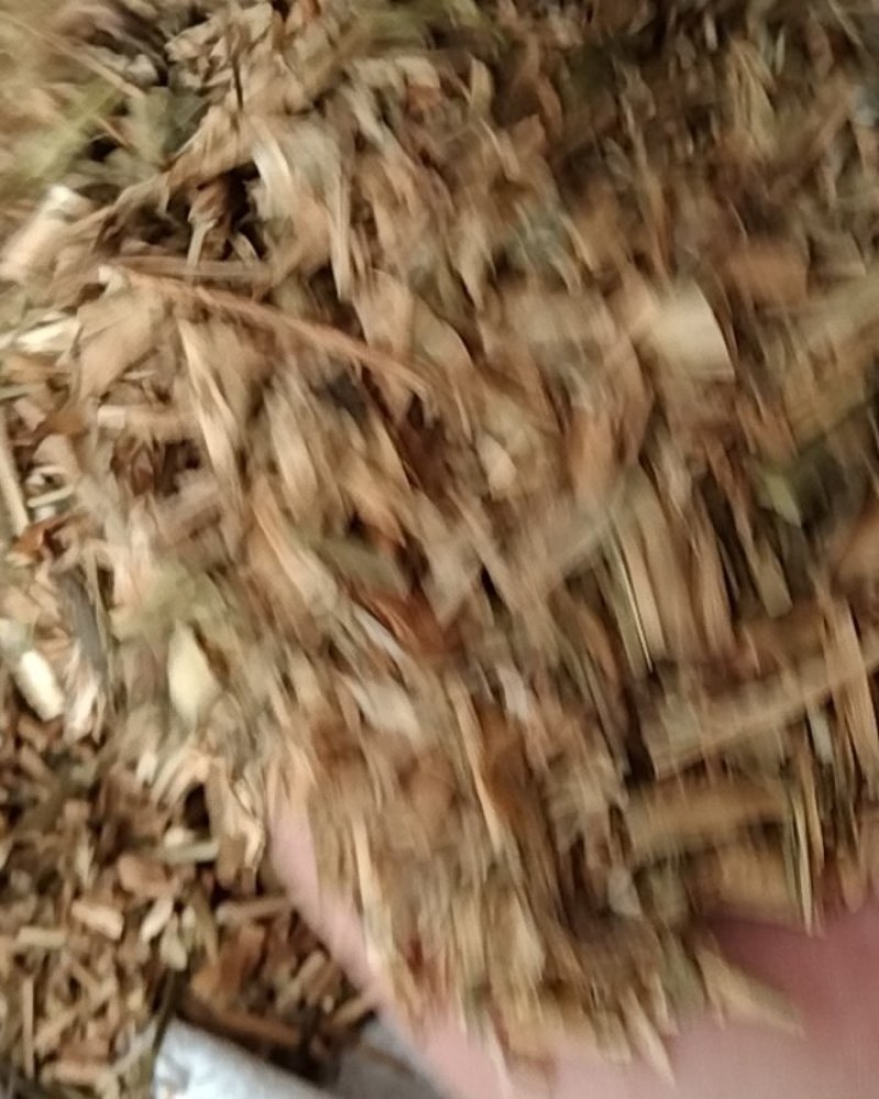 瞿麦，常年批发供应农副产品瞿麦中草药量大从优