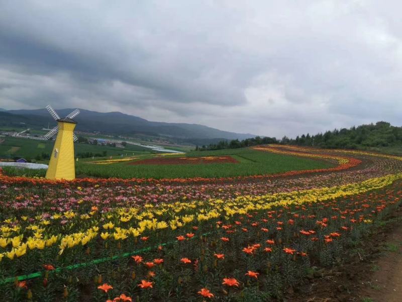 国产亚洲百合种球价格便宜质量好百合花海性价比好