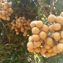 储良百家果，已大量上市，价格便宜，一手货源