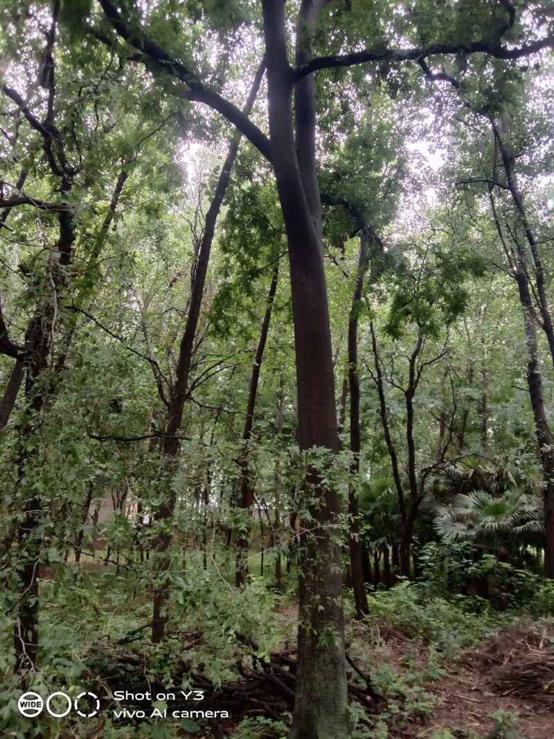 皂角树