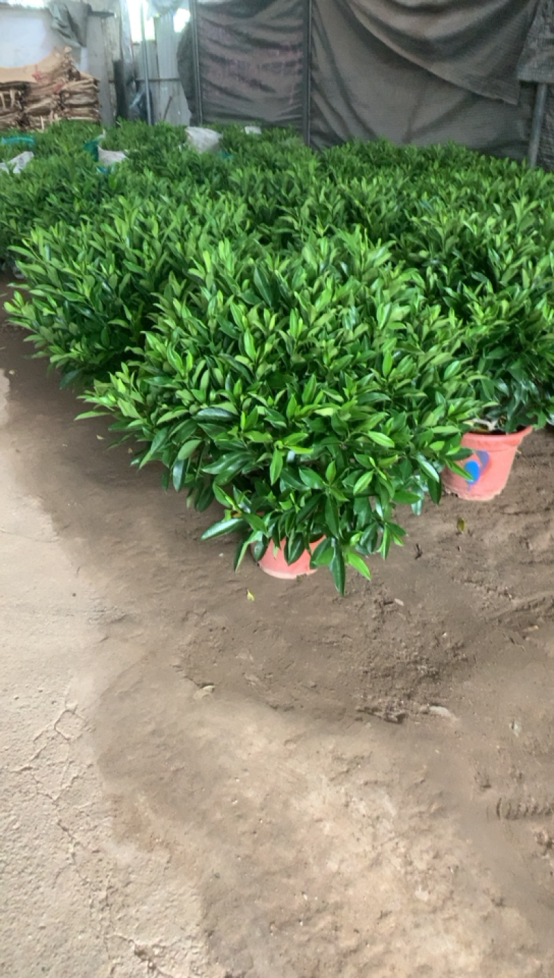 非洲茉莉，四季常青，净化空气中大型盆栽。