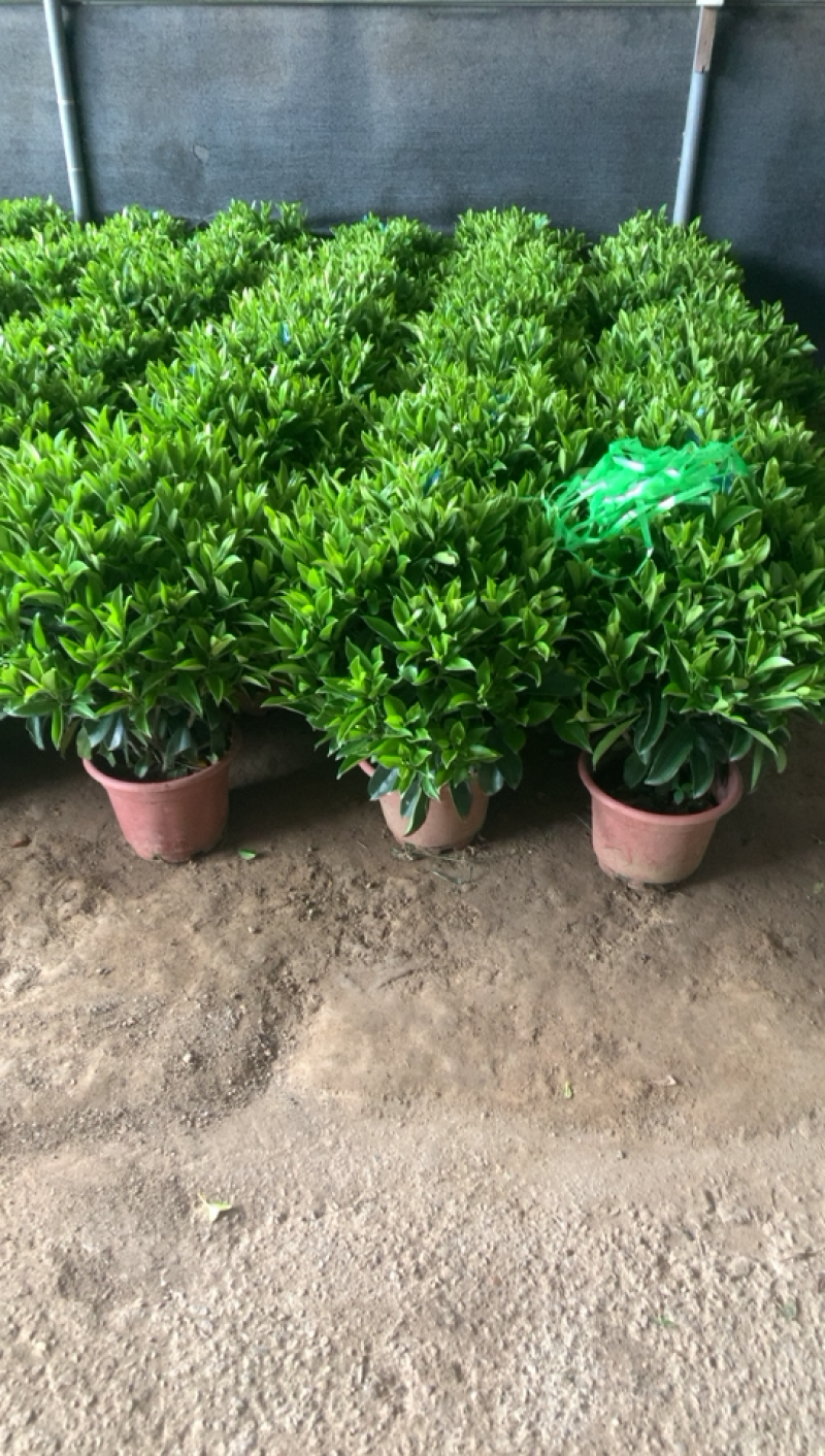 非洲茉莉，四季常青，净化空气中大型盆栽。