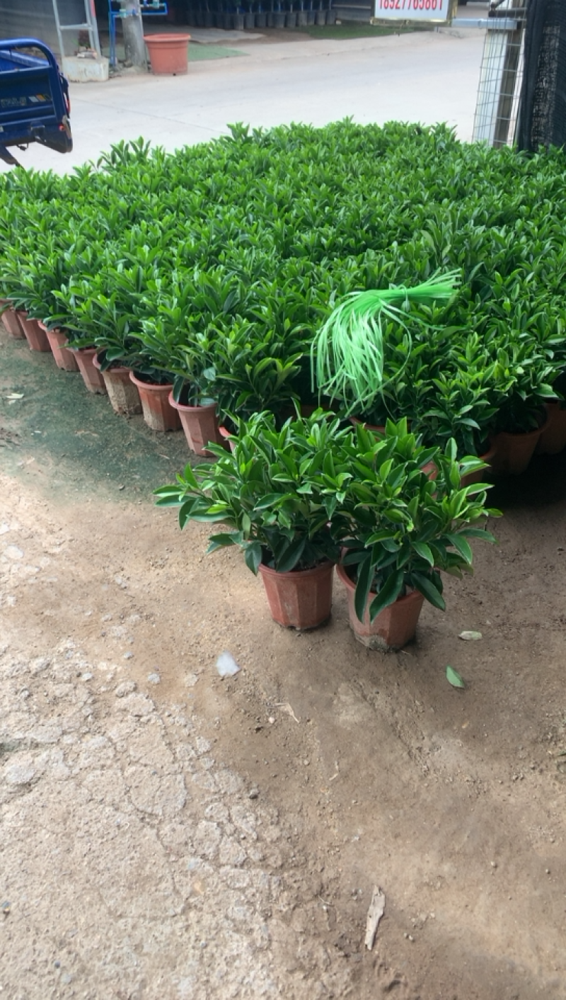 非洲茉莉，四季常青，净化空气中大型盆栽。
