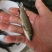 养殖户现货长江草鱼苗皖鱼苗品质保证已打抗病毒成活率高