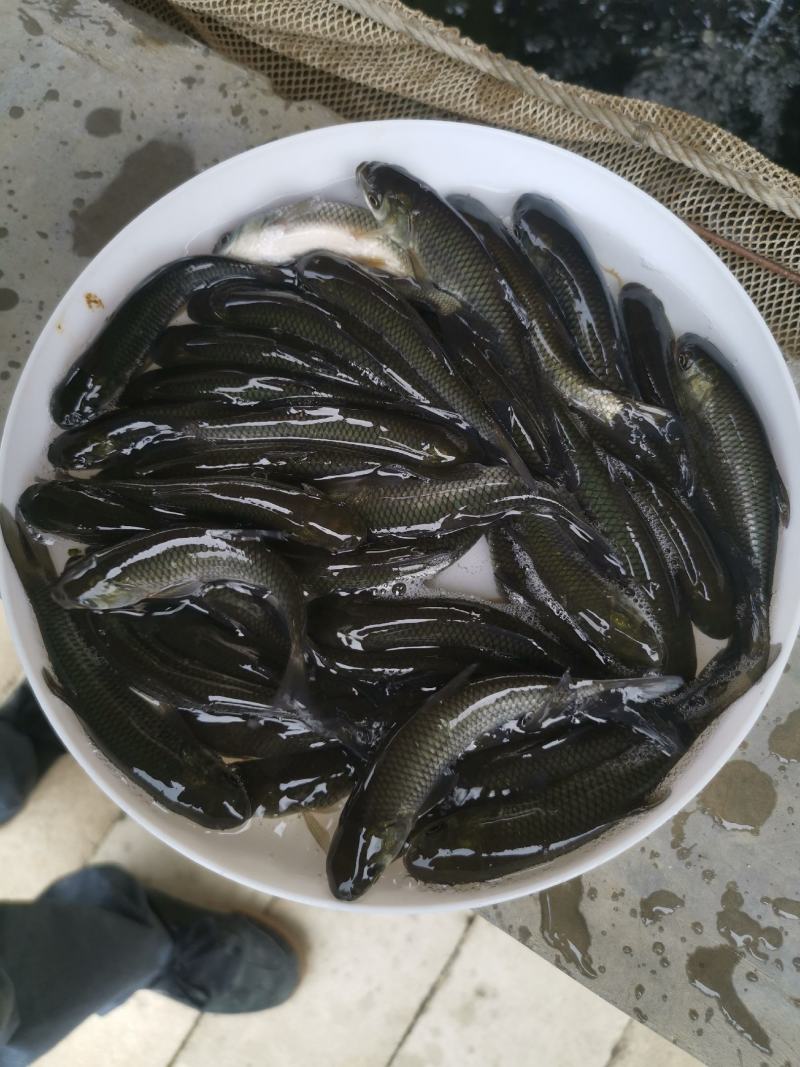 养殖户现货长江草鱼苗皖鱼苗品质保证已打抗病毒成活率高
