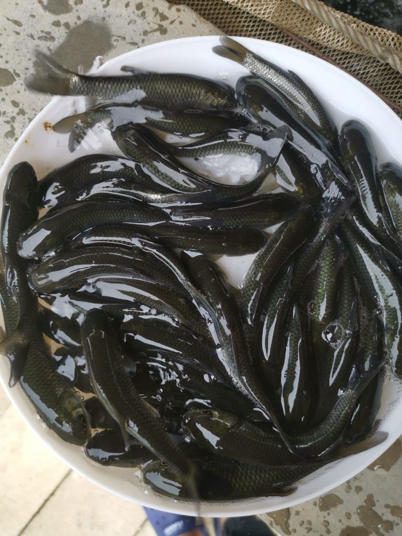 养殖户现货长江草鱼苗皖鱼苗品质保证已打抗病毒成活率高