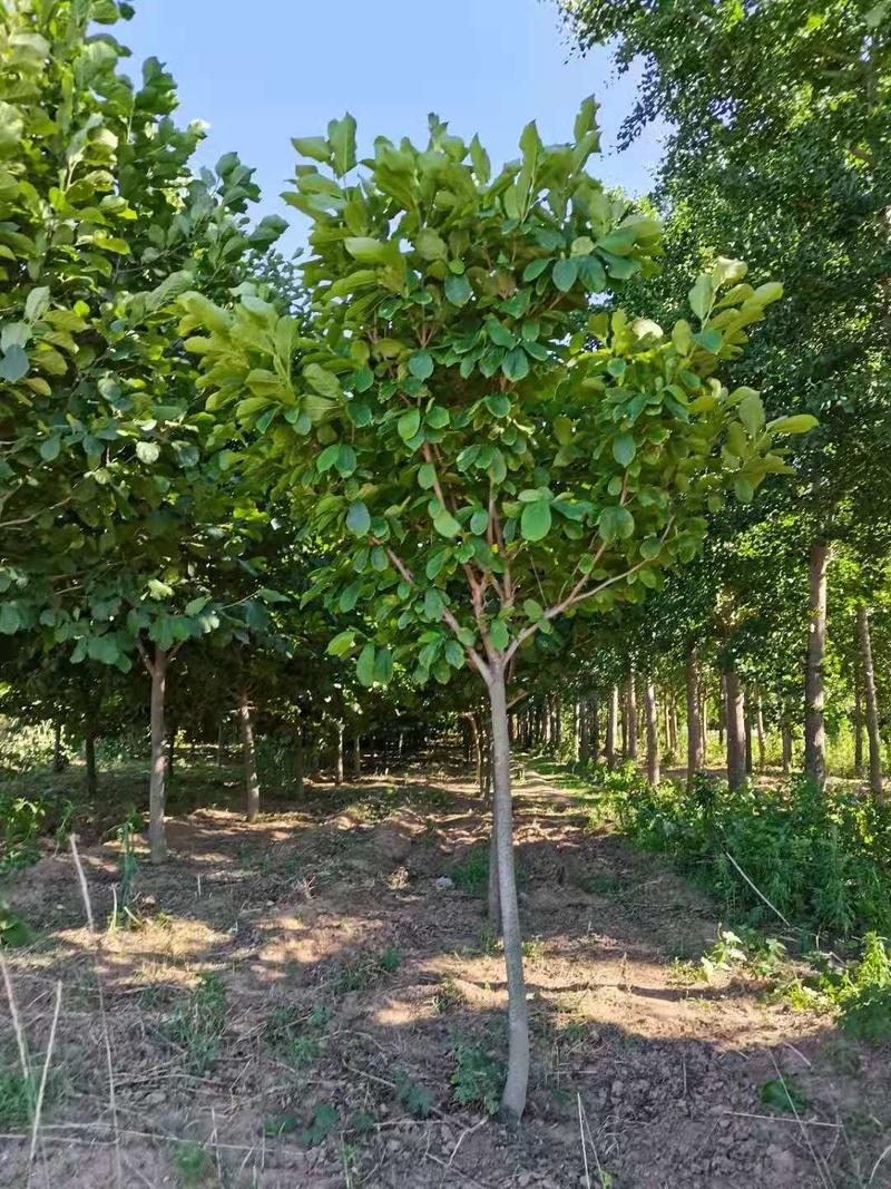 玉兰树10到15公分自产自销玉兰花树货源充足