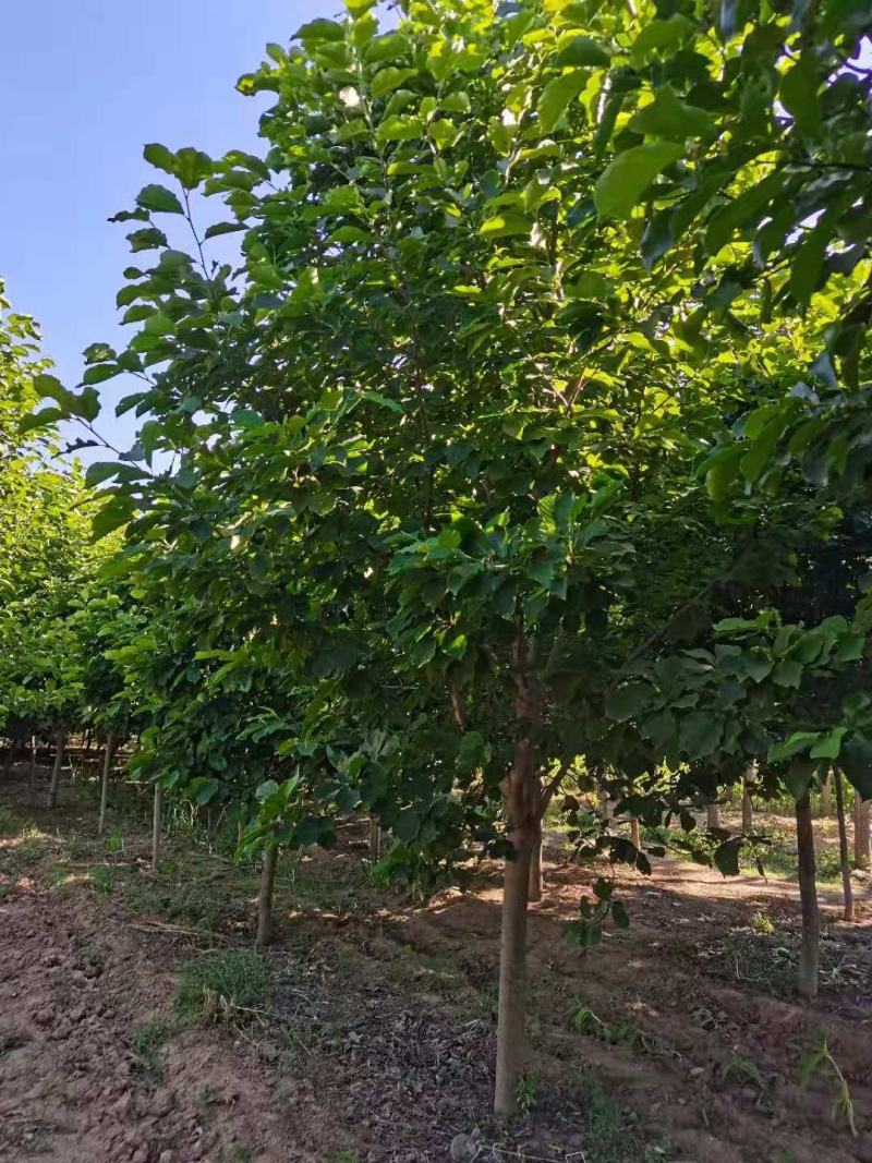 玉兰树10到15公分自产自销玉兰花树货源充足