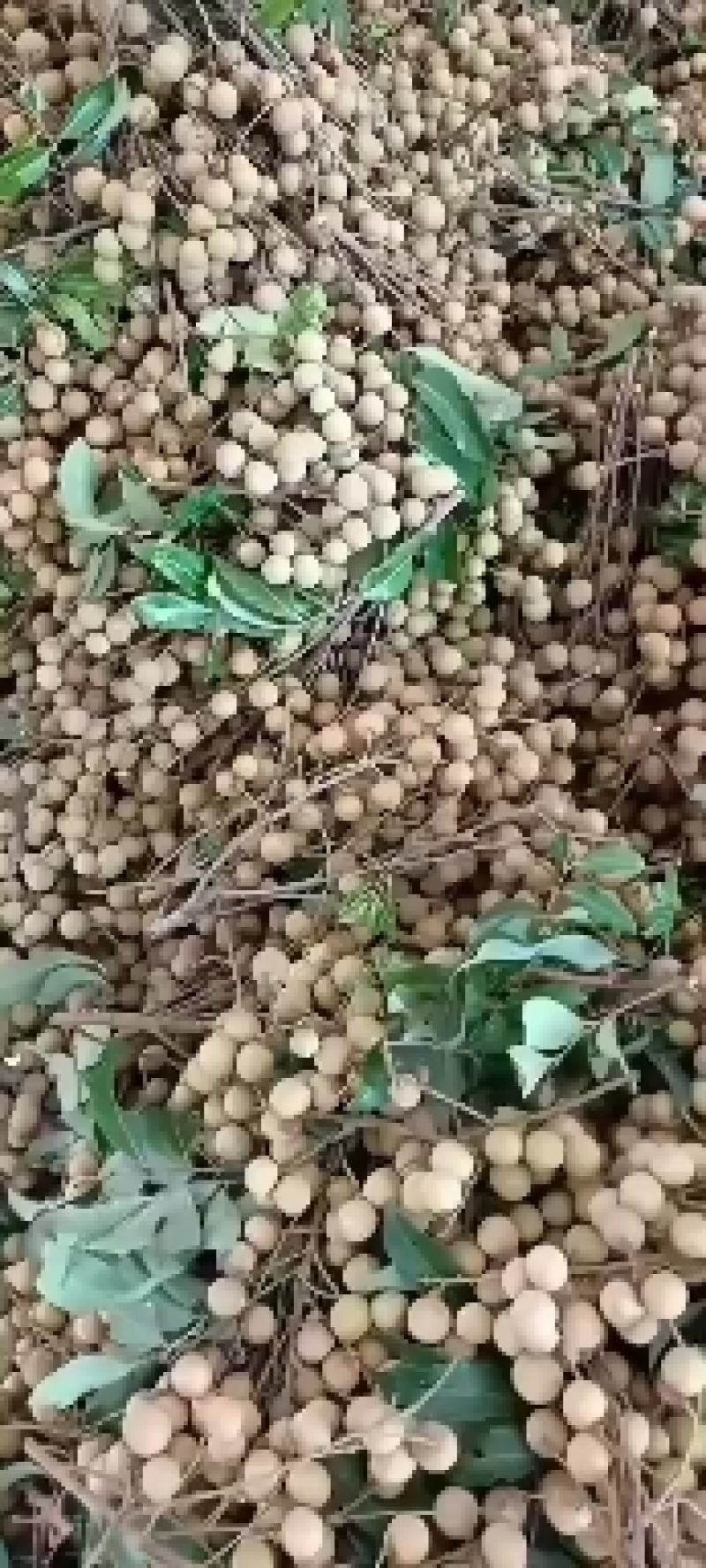 龙眼现已大量上市，储良，石硖量大，欢迎有实老板来电。