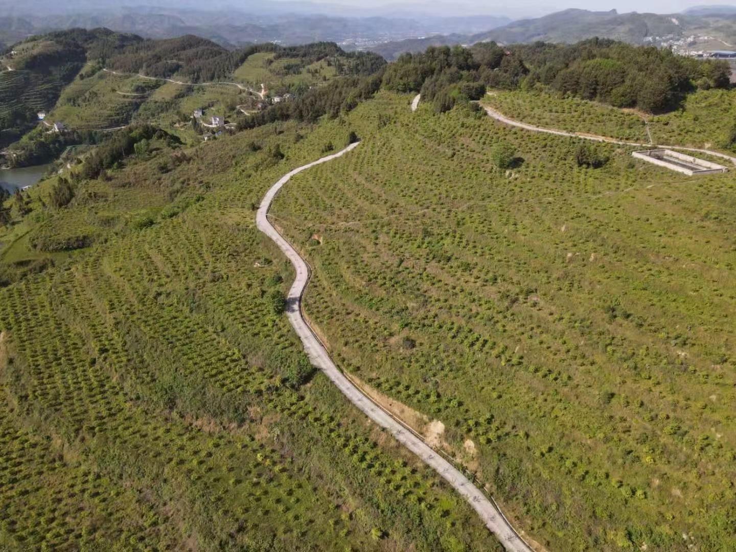 金丝皇菊茶田航拍全景