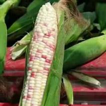绵阳优质花糯玉米，货量大，价格低，复购率高，可实地考察