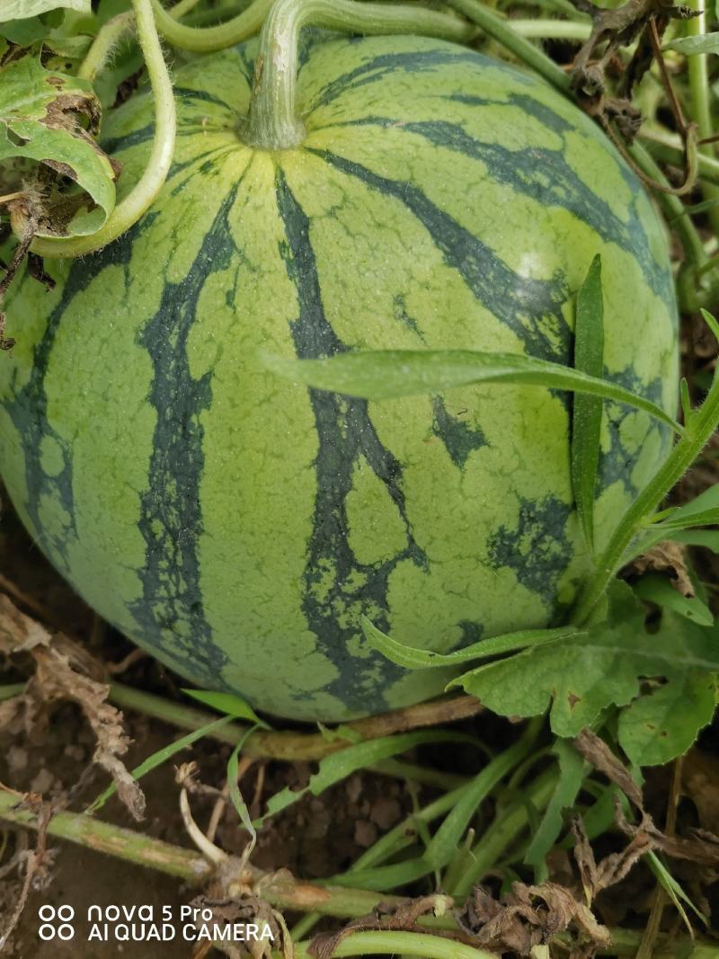 露天西瓜，