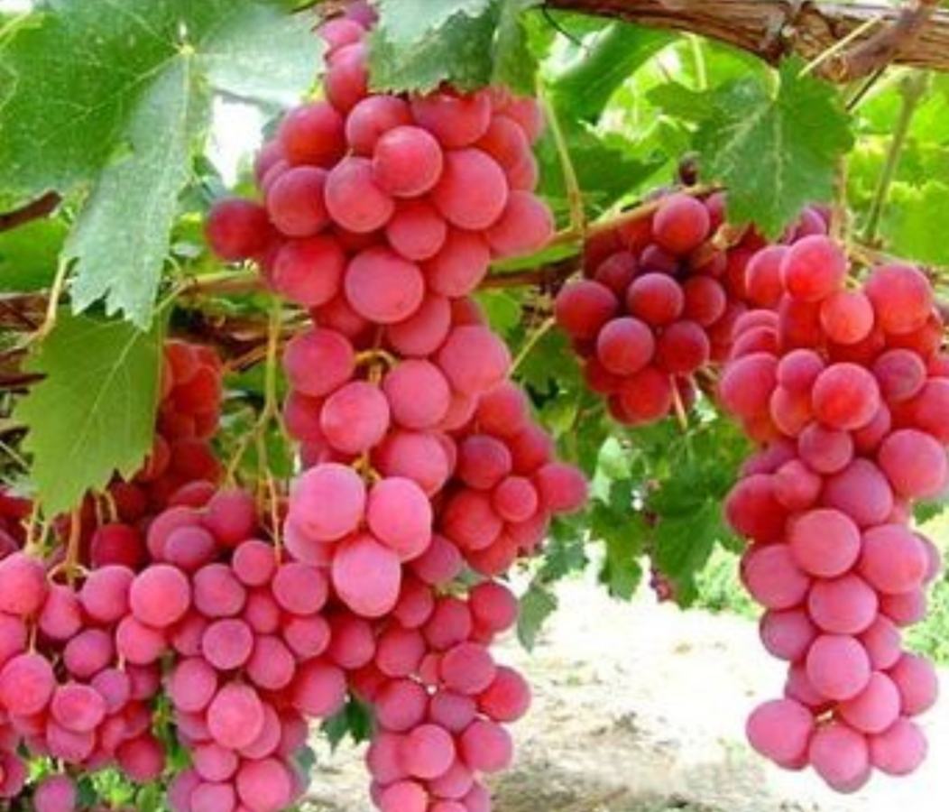 高清微距拍摄:双优葡萄单穗重500–750g,果粒椭圆形、整齐紧密,果皮薄韧呈亮黄色,果粉均匀覆盖,果肉晶莹半透明,可见细微放射状果肉纹路;果梗青绿粗壮,无裂果、无日灼斑,体现其优异的商品外观和采后耐持性 双优葡萄成熟果穗特写
