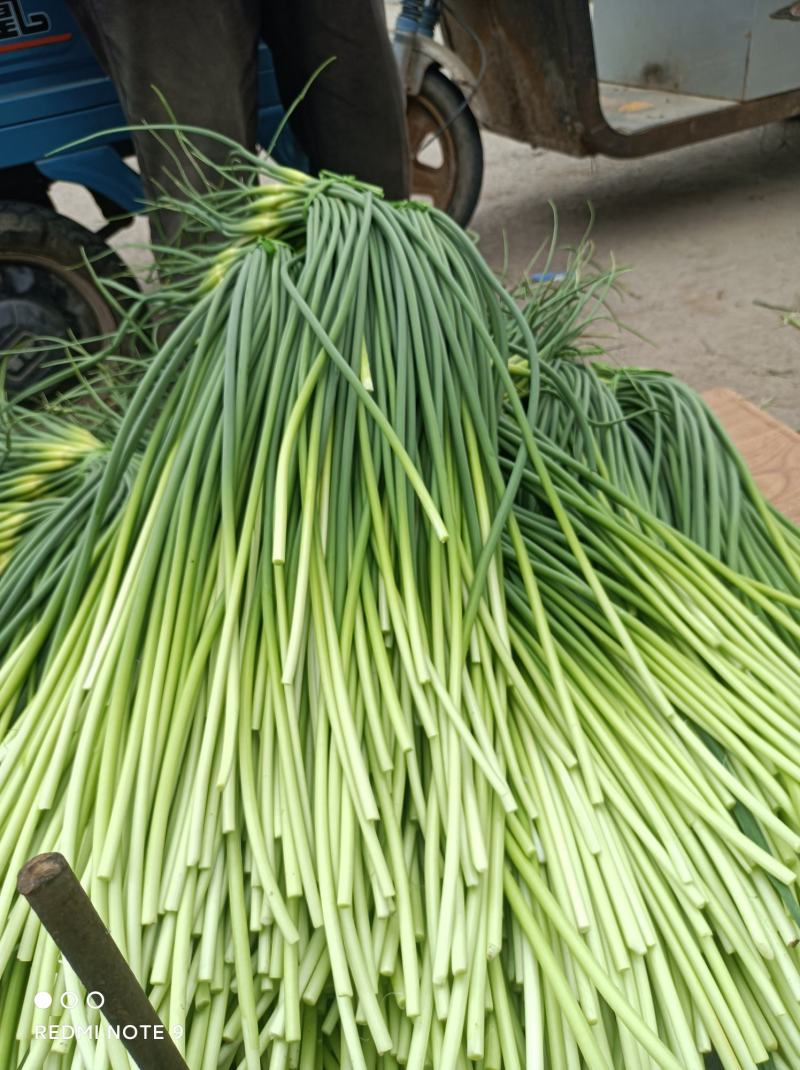 蒜苔白帽蒜苔产区直发保质保量代发全国