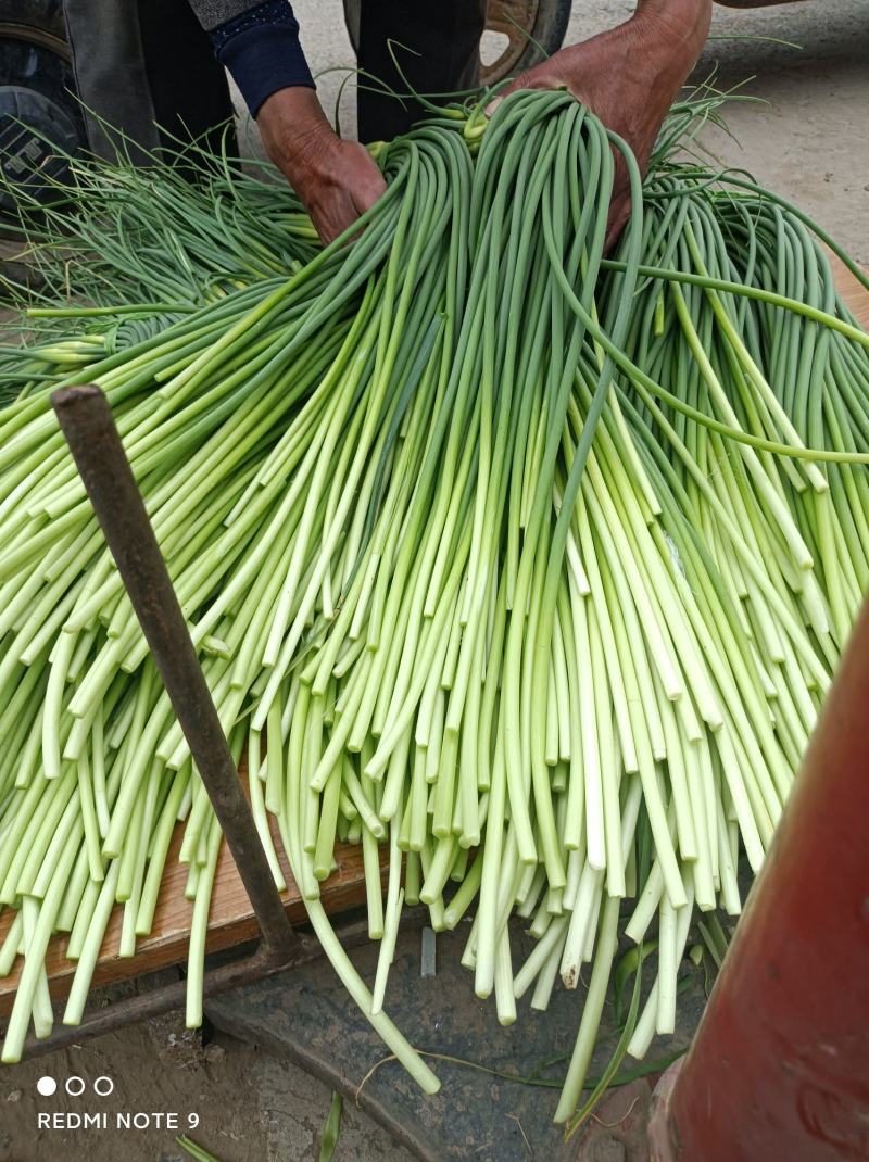 蒜苔白帽蒜苔产区直发保质保量代发全国