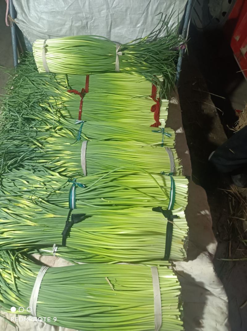 蒜苔白帽蒜苔产区直发保质保量代发全国