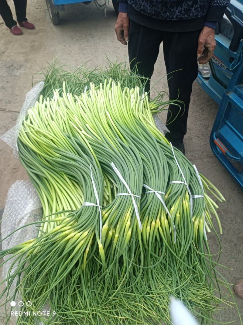 蒜苔白帽蒜苔产区直发保质保量代发全国