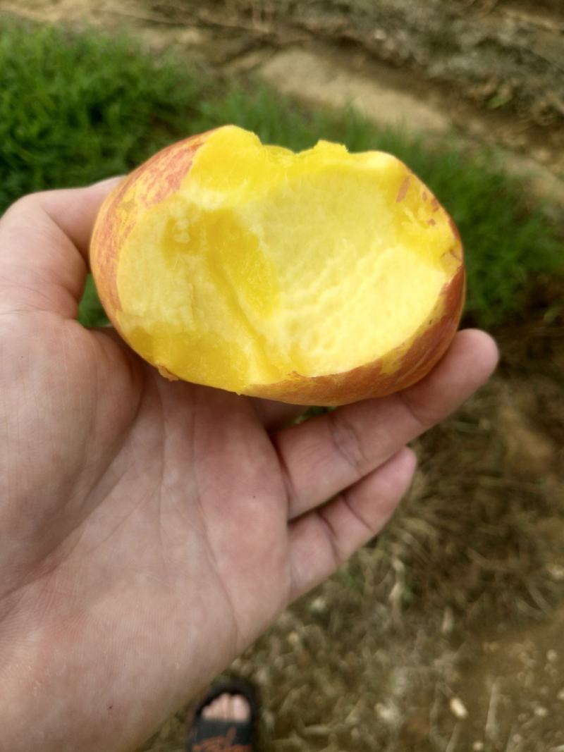 黃潘桃，有买的联糸，大量上市