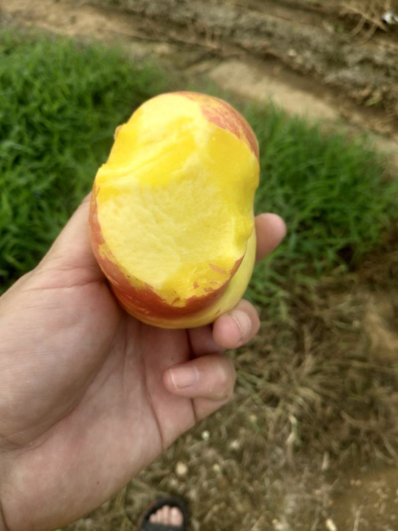 黃潘桃，有买的联糸，大量上市