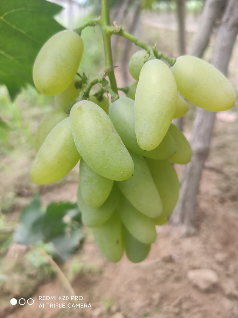 河南商丘宁陵县